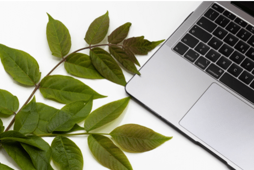 Leaves next to laptop